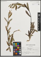 Foto von Salix purpurea L.